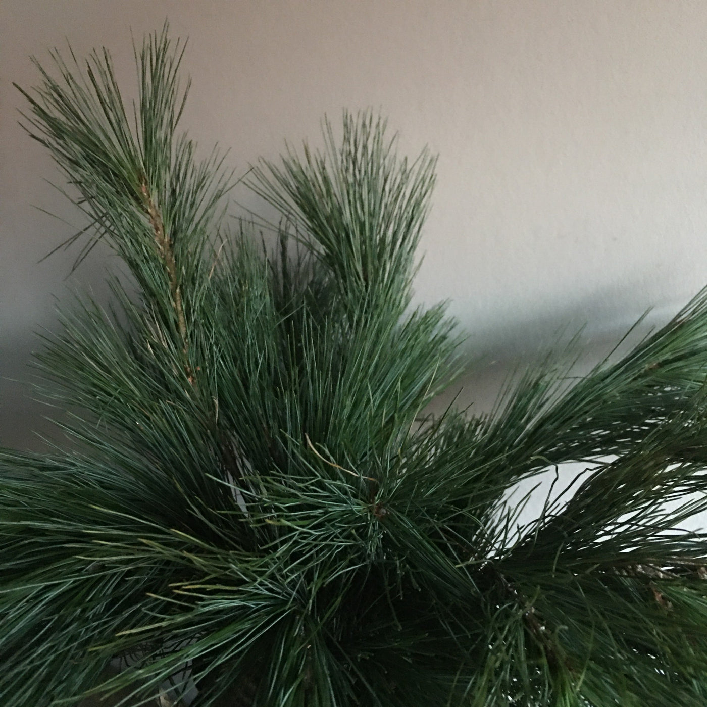 Bosje Pinus strobus (10 takken), 40 cm
