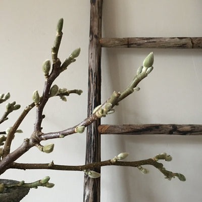 Magnoliatak lichtroze (1 tak), 50 cm