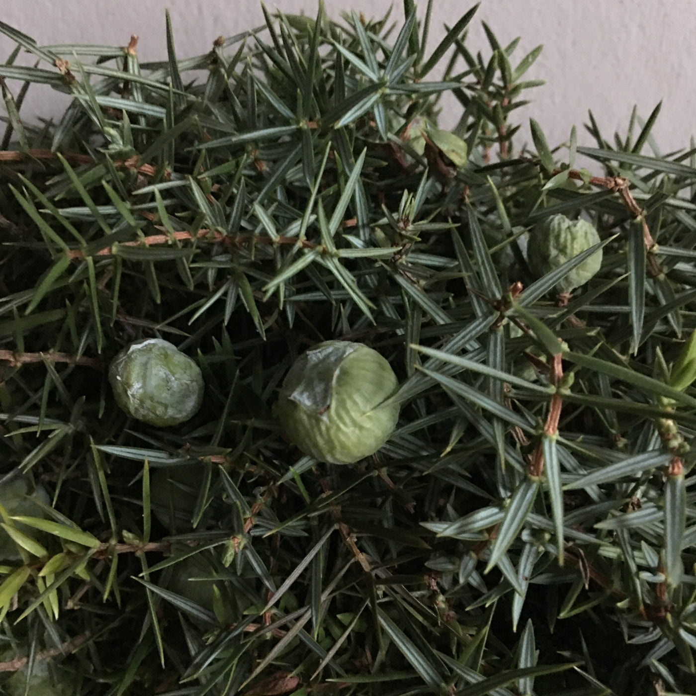Krans Juniperus, 30 cm